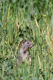 Ground squirrel standing and poking head and upper body out of a barley field.