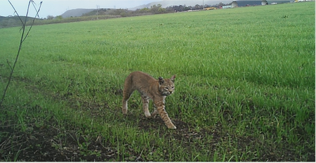 A bobcat wanders in the Coyote Valley. Credit: Open Space Authority