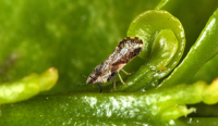 Asian citrus psyllid