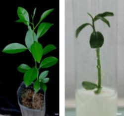 Regenerating rooted plant and plantlet