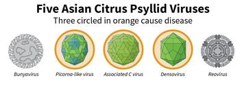 Five Asian Citrus Psyllid Viruses: Three circled in orange cause disease.