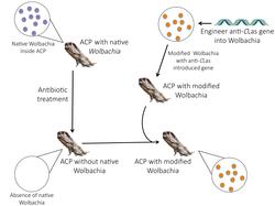 Introduction of modified Wolbachia into ACP