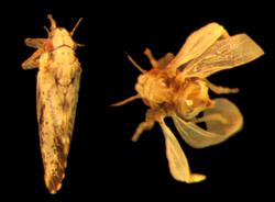 Psyllid with normal functioning wings (left) 
and malformed wings (right)