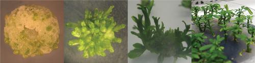 Stem section (left); regenerating plantlets (middle); plants (right)