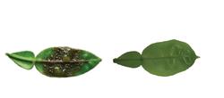 Engineered citrus leaves infected with Phytophthora (right); 
nonengineered (left)
