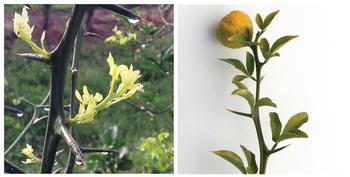 Poncirus trifoliataPhoto credit: David Hall (left); UC-Riverside Citrus Variety Collection (right)