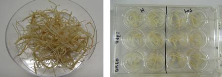 CLas hairy root culture production and high-throughput screening of inhibitors in vitro.