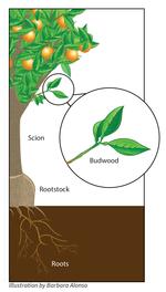 Anatomy of citrus tree