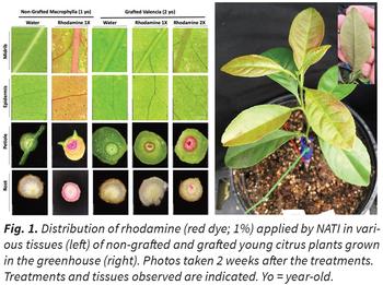 Distribution of rhodamine (red dye; 1%) applied by NATI in various tissues (left) of non-grafted and grafted young citrus plants grown in greenhouse.