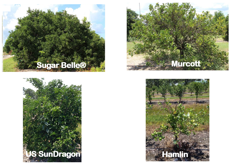 Accelerating implementation of HLB-tolerant hybrids as new commercial cultivars for fresh and processed citrus_figure 1