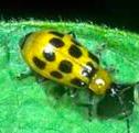 cucumber beetle