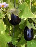 Italian eggplant by Stephanie Wrightson