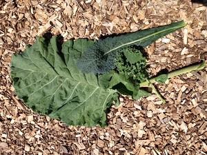 Comparative sizes of mature collard (top) and kale leaves (photo S. Ridgeway)