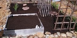 Compost used as mulch - no-till