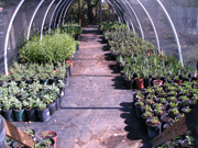 ji greenhouse 3