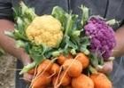 Carrots and cauliflower (creative commons)