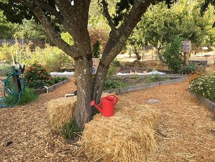 Red bucket in Children's Garden. UC Master Gardener Program of Sonoma County.