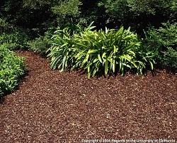 A layer of mulch dresses up your landscape and conserves water. Regents of the University of California.
