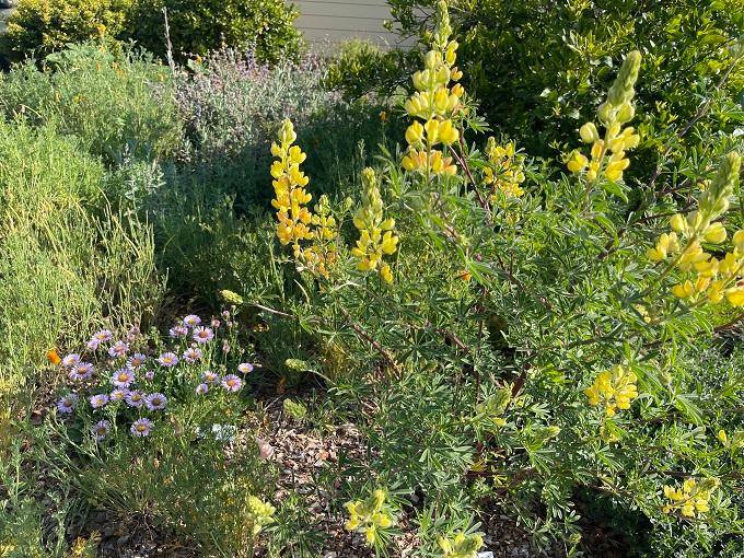 Master Gardener Clio Tarazi’s yard includes native lupine and fleabane.
