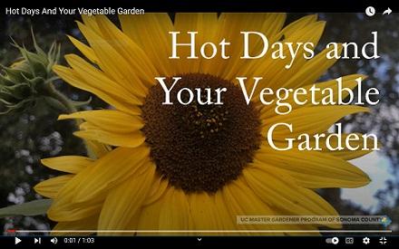 Hot Days and Your Vegetable Garden minute video.