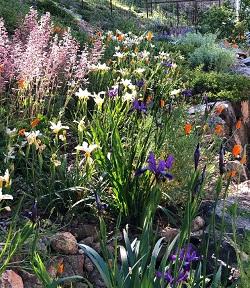 Grouping of California native plants. Photo by Lisa Stahr.