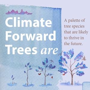 Climate Forward Trees are a palette of tree species that are likely to thrive in the future.