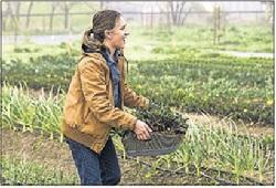 Shalie Jonkers grows onions at Noble Goat Orchard and Farm in Healdsburg. Press Democrat