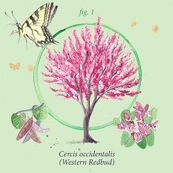 Year of the Tree 2023. Cercis occidentalis (Western Redbud)