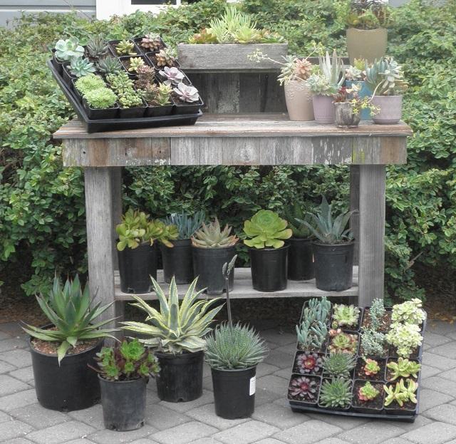 Here are some of our succulents for sale on June 3rd!