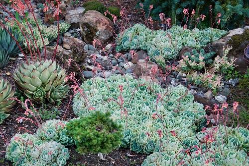 Photo of various succulents. Photo by Cie Cary and Electra de Peyster.