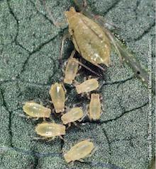 Green Peach Aphid, copyright The Regents of the University of California