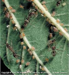 Ants feeding on honeydew excreted by aphids, copyright Regents of the University of California, 2006