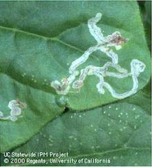 Leafminers, copyright Regents of the University of California, 2000