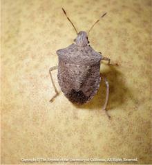 Consperse Stink Bug, copyright Regents of the University of California