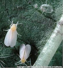 Greenhouse Whitefly, copyright Regents of the University of California, 2004