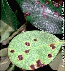 Leaf spot caused by Entomosporium fungus. Copyright Regents of the University of California 2003