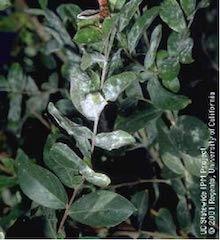Powdery mildew on Crepe Myrtle. Copyright Regents of the University of California 2001