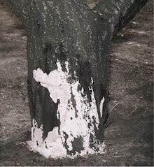 Potent sap rot fungus Oxyporus latemarginatus fruiting body. Copyright Regents of the University of California 2007