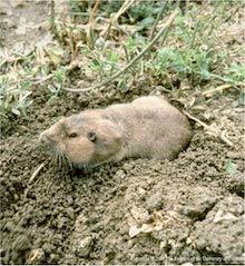 Pocket gopher. Copyright Regents of the University of California 2008