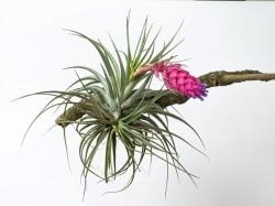 Commonly referred to as “air plants,” the technical name for these unusual plants is Tillandsia. (ISBEL DIAS / Shutterstock)