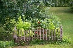 Creating a food forest doesn’t require a large space. A variety of edible plants mimics the ecosystem - canopy, understory, shrubs & ground covers.