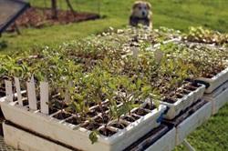 Press Democrat. Spring is here, and it’s time to get your garden beds and get ready for another growing season.