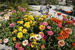A variety of zinnias grow in the backyard of David Galpin, founder of Sonoma Healing Flowers, in Santa Rosa, CA. Beth Schlanker/The Press Democrat