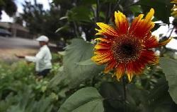 August sunflower and gardener in Sonoma County garden tips from Master Gardeners/Photo by Kent Porter The Press Democrat 2015.