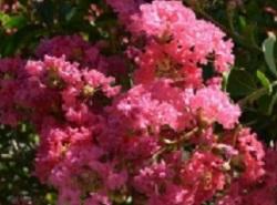 Crepe Myrtle Trees in Sonoma County Tips from Master Gardeners/Photo Tribune News Service