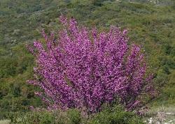 Cercis occiendtalis