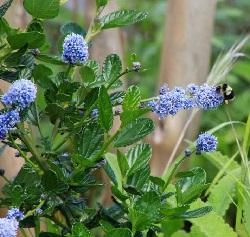 Ceanothus