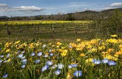 October is the perfect time to sow spring wildflower seeds. Photo by John Burgess/The Press Democrat