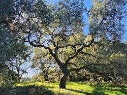 Oaks are a keystone tree species for the Sonoma County ecosystem