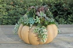 Holiday succulent and pumpkin tabletop décor inspiration from UC Master Gardeners of Sonoma County